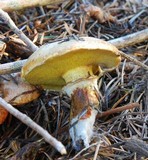 Suillus caerulescens image