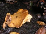 Polyporus leptocephalus image