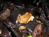 Polyporus leptocephalus image
