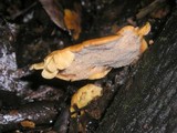 Polyporus leptocephalus image