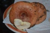 Lactarius xanthogalactus image