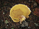 Suillus lakei var. pseudopictus image
