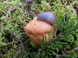 Cortinarius caperatus image