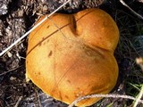 Gymnopilus ventricosus image