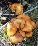 Gymnopilus ventricosus image