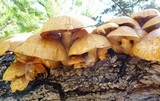 Gymnopilus ventricosus image