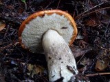 Leccinum manzanitae image