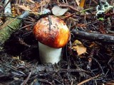 Leccinum manzanitae image