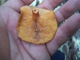 Lactarius fragilis image