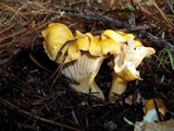 Cantharellus formosus image