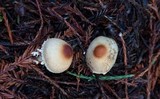 Lepiota magnispora image