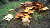 Gymnopilus ventricosus image