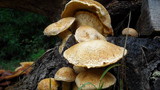 Gymnopilus ventricosus image
