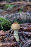 Lepiota magnispora image
