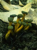 Leotia viscosa image