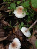 Lepiota cristata image