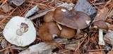 Pluteus atromarginatus image