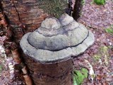 Fomitopsis ochracea image