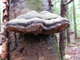 Fomitopsis ochracea image