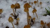 Psilocybe pelliculosa image