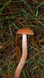 Laccaria bicolor image