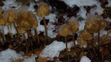 Psilocybe pelliculosa image