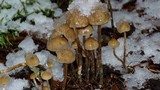Psilocybe pelliculosa image