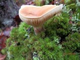 Lactarius volemus image