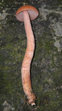 Laccaria bicolor image