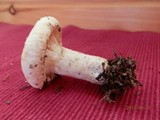 Lactarius deceptivus image