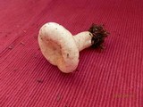 Lactarius deceptivus image