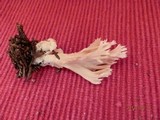 Clavulina coralloides image