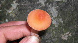 Laccaria bicolor image