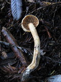 Hygrocybe pratensis image