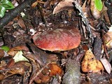 Boletus zelleri image