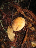 Hygrocybe pratensis image