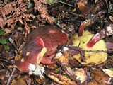Boletus zelleri image