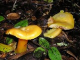 Hygrocybe aurantiosplendens image