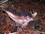 Sarcodon imbricatus image