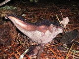 Sarcodon imbricatus image