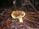 Hygrophorus arenicola image