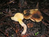 Hygrophorus arenicola image