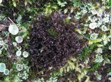 Leptogium palmatum image
