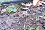 Hohenbuehelia petaloides image
