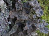 Lobaria scrobiculata image