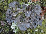 Lobaria scrobiculata image