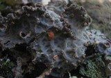 Lobaria scrobiculata image