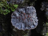 Degelia plumbea image