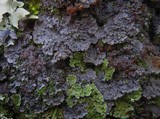 Degelia plumbea image