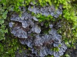 Degelia plumbea image